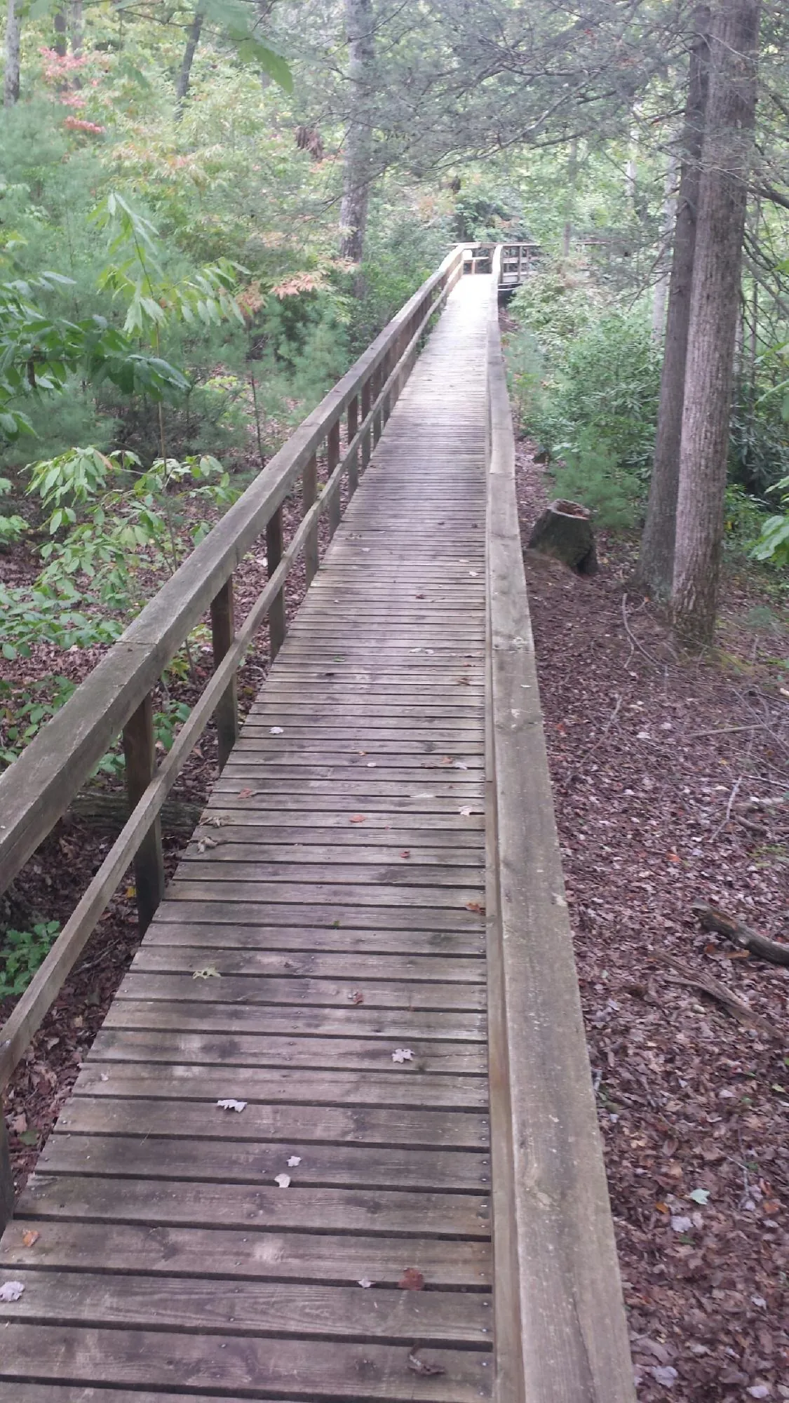 Long wood walkway with handrails built through the woods in South Windsor